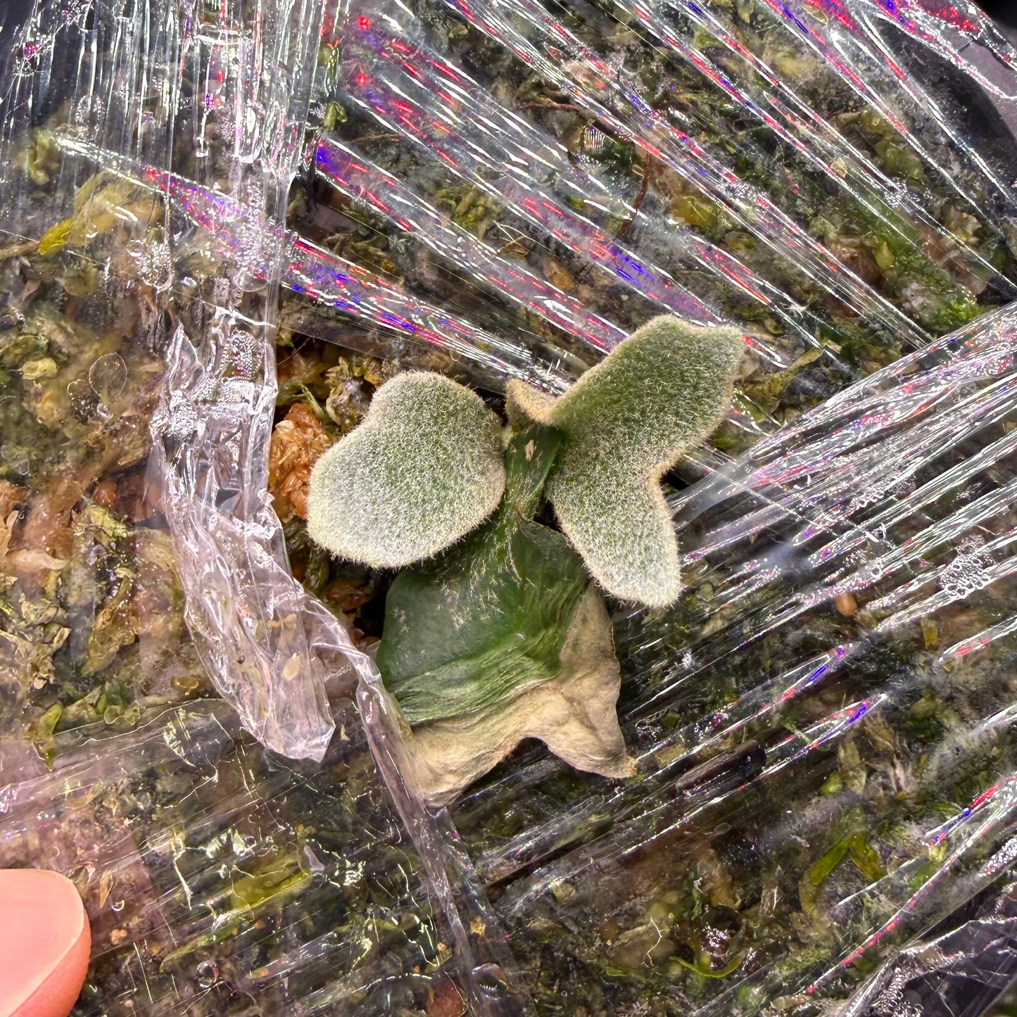 Platycerium Willinckii Mew Spore ‘Dwarf Select’ in early growth stage, wrapped in plastic for humidity control, ideal for indoor plant collectors.