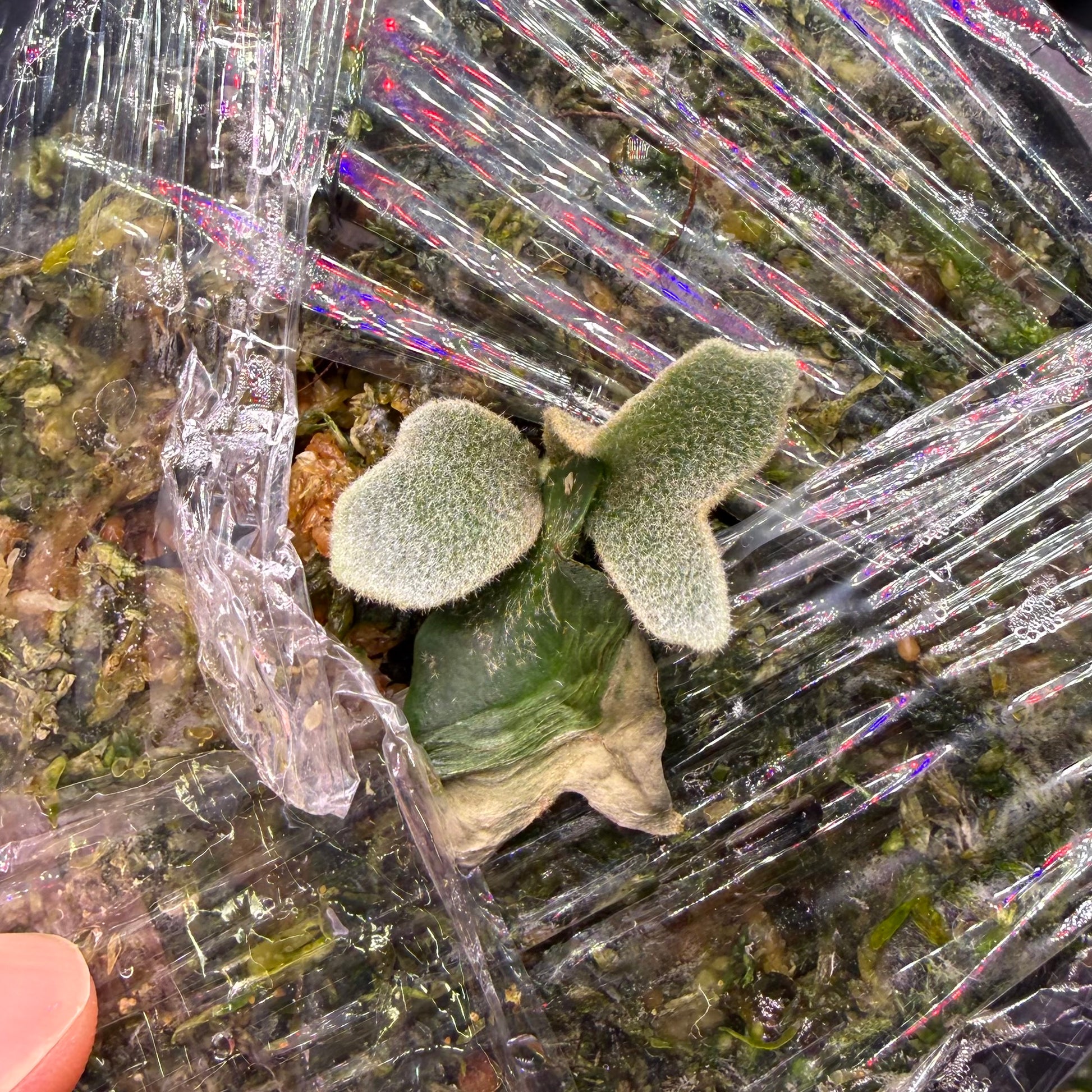 Platycerium Willinckii Mew Spore ‘Dwarf Select’ in early growth stage, wrapped in plastic for humidity control, ideal for indoor plant collectors.