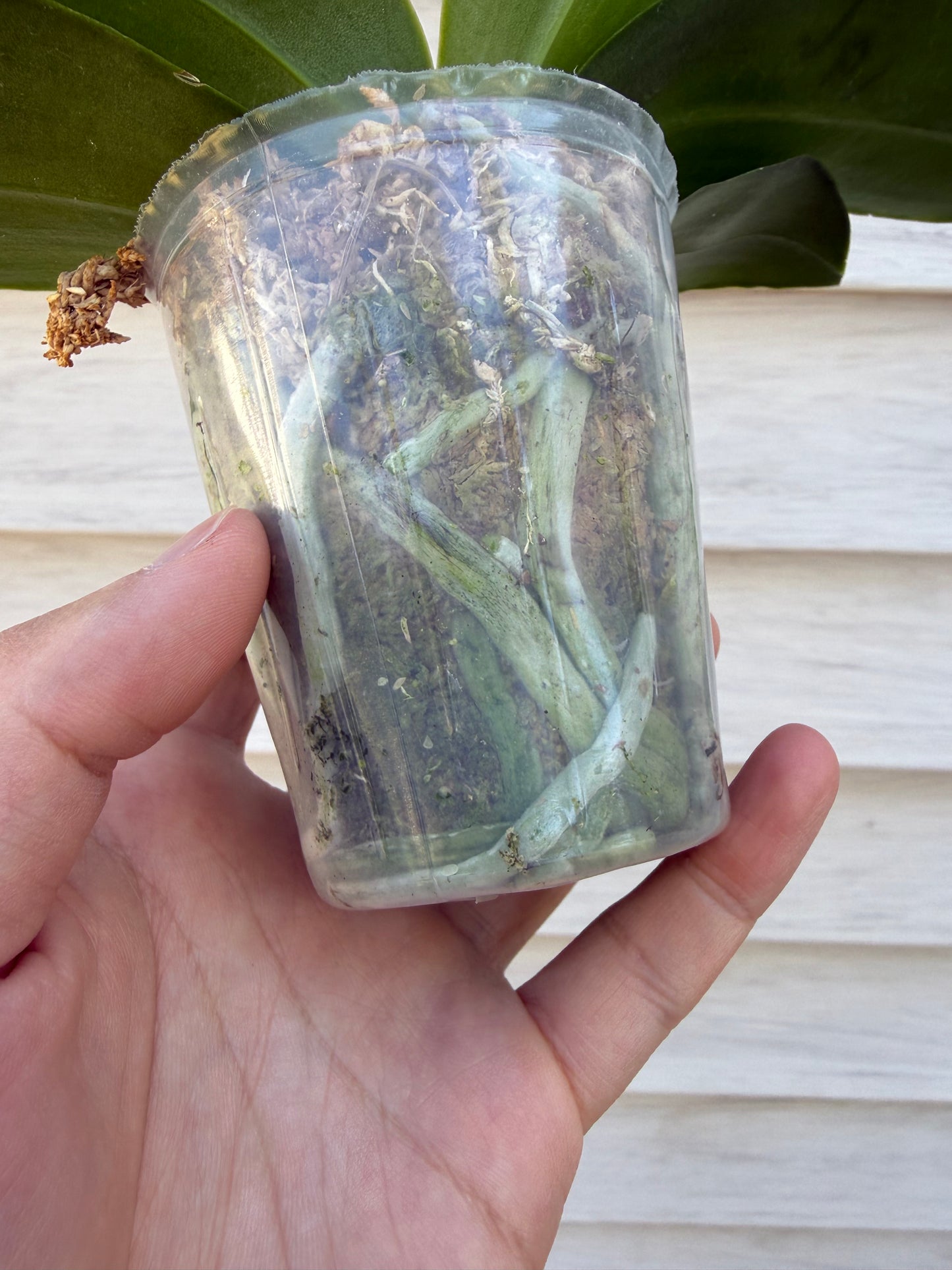 AMM196 - Phal. Mituo Blue Sphinx