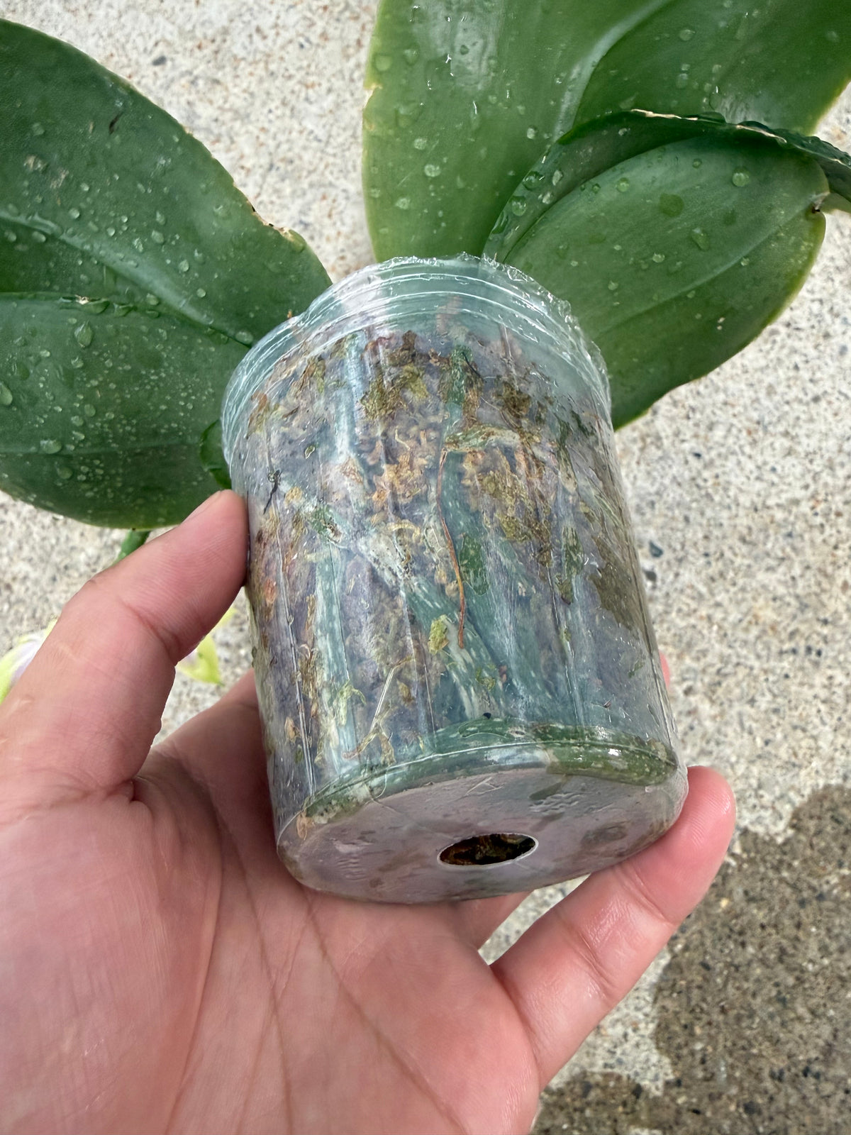 HCorchids