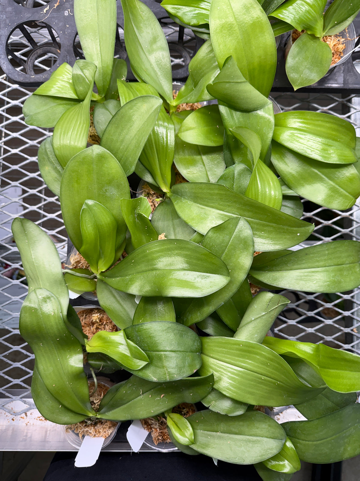 HCorchids