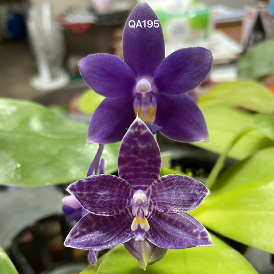 Purple novelty Phalaenopsis orchid seedling in 2.5 inch pot