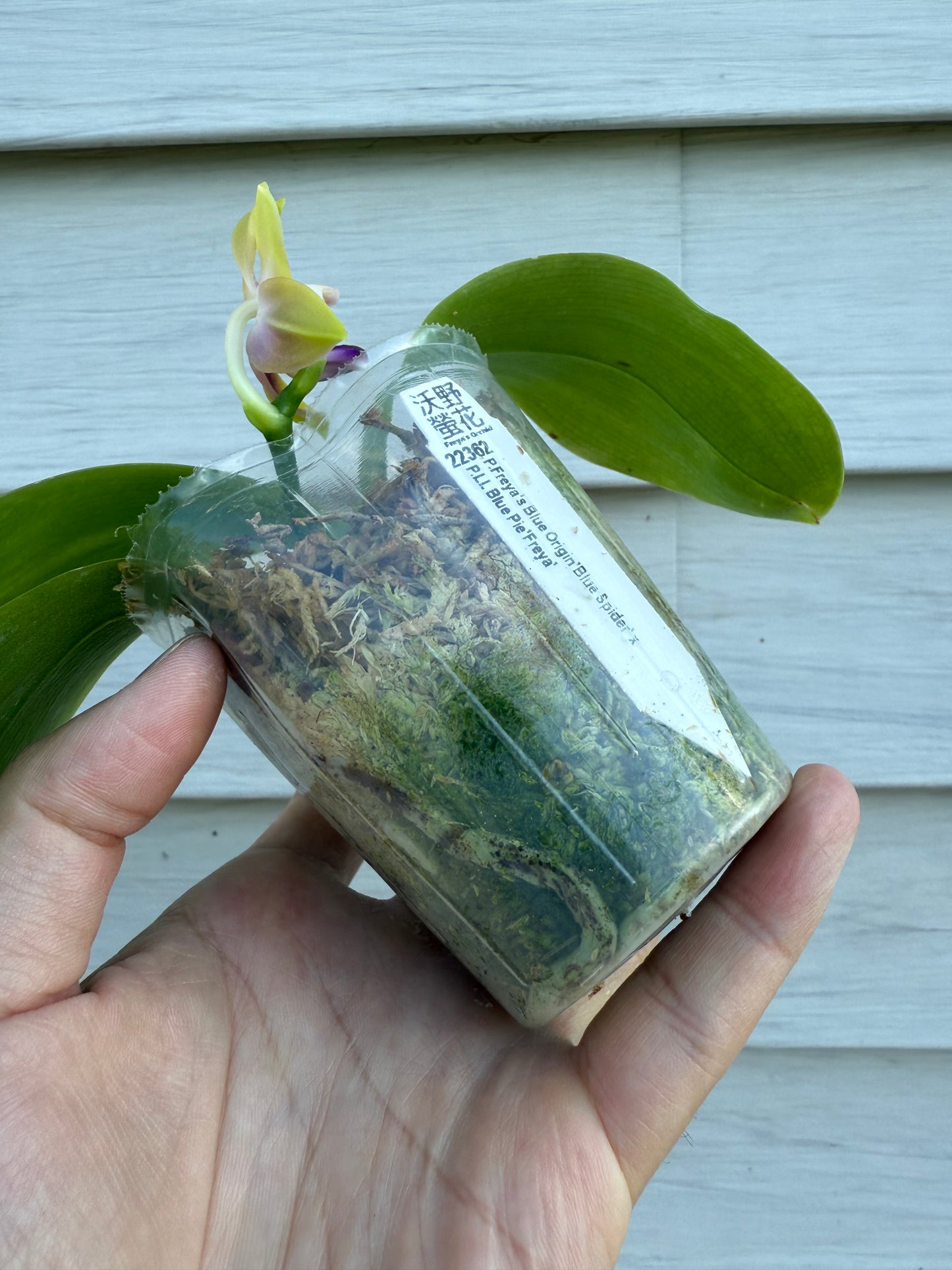 22362-Phal. Freya’s Blue Origin x LL Blue Pie