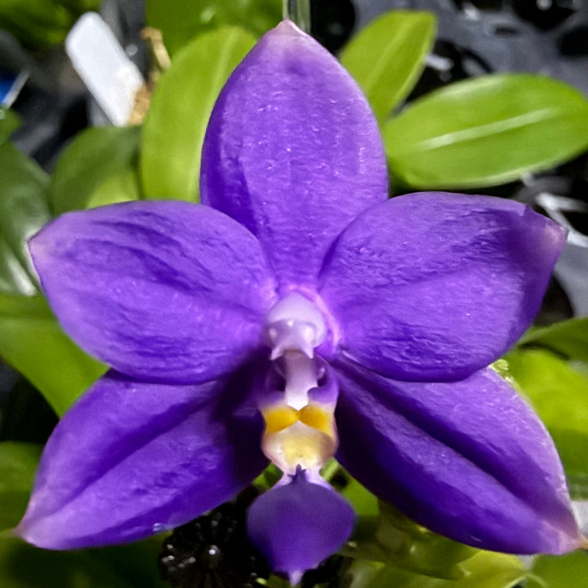 Phalaenopsis BKH 2232