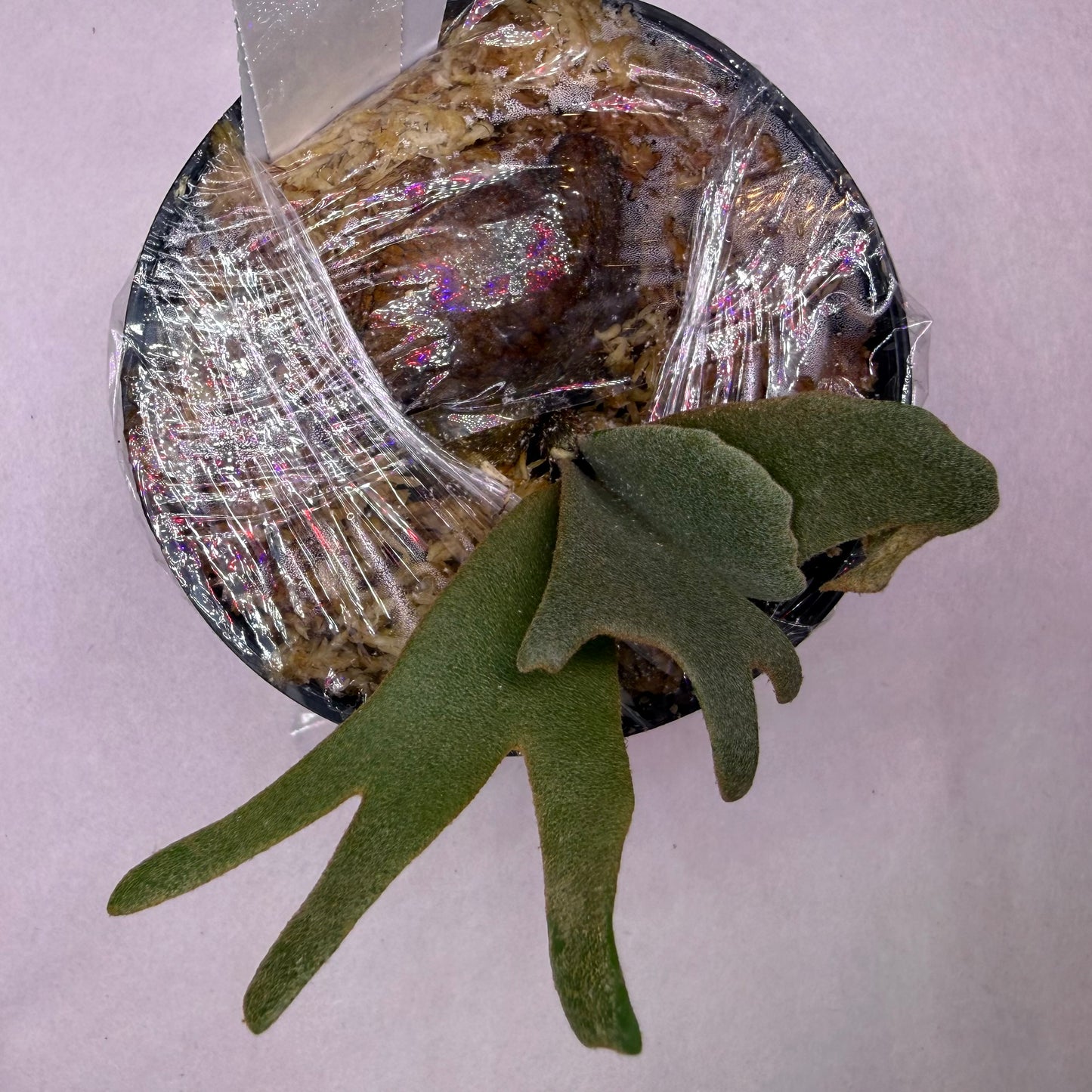 Packaging of Platycerium Willinckii spores with plant leaves