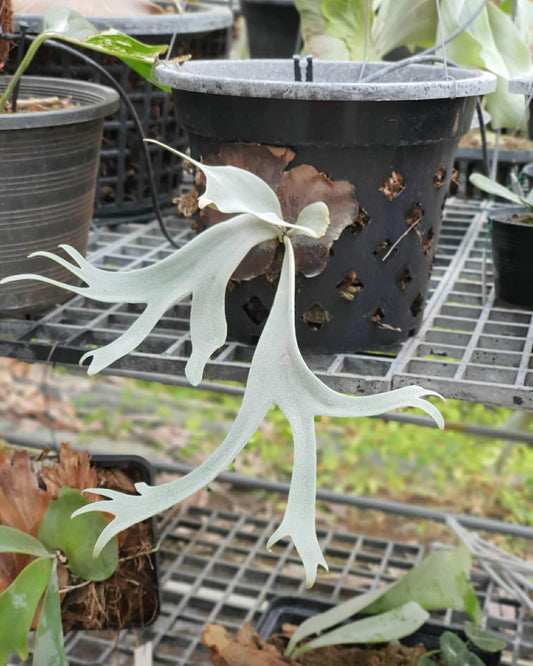 Platycerium Willinckii spore growing in a ventilated pot, showing compact growth and uniquely forked fronds ideal for indoor gardens.