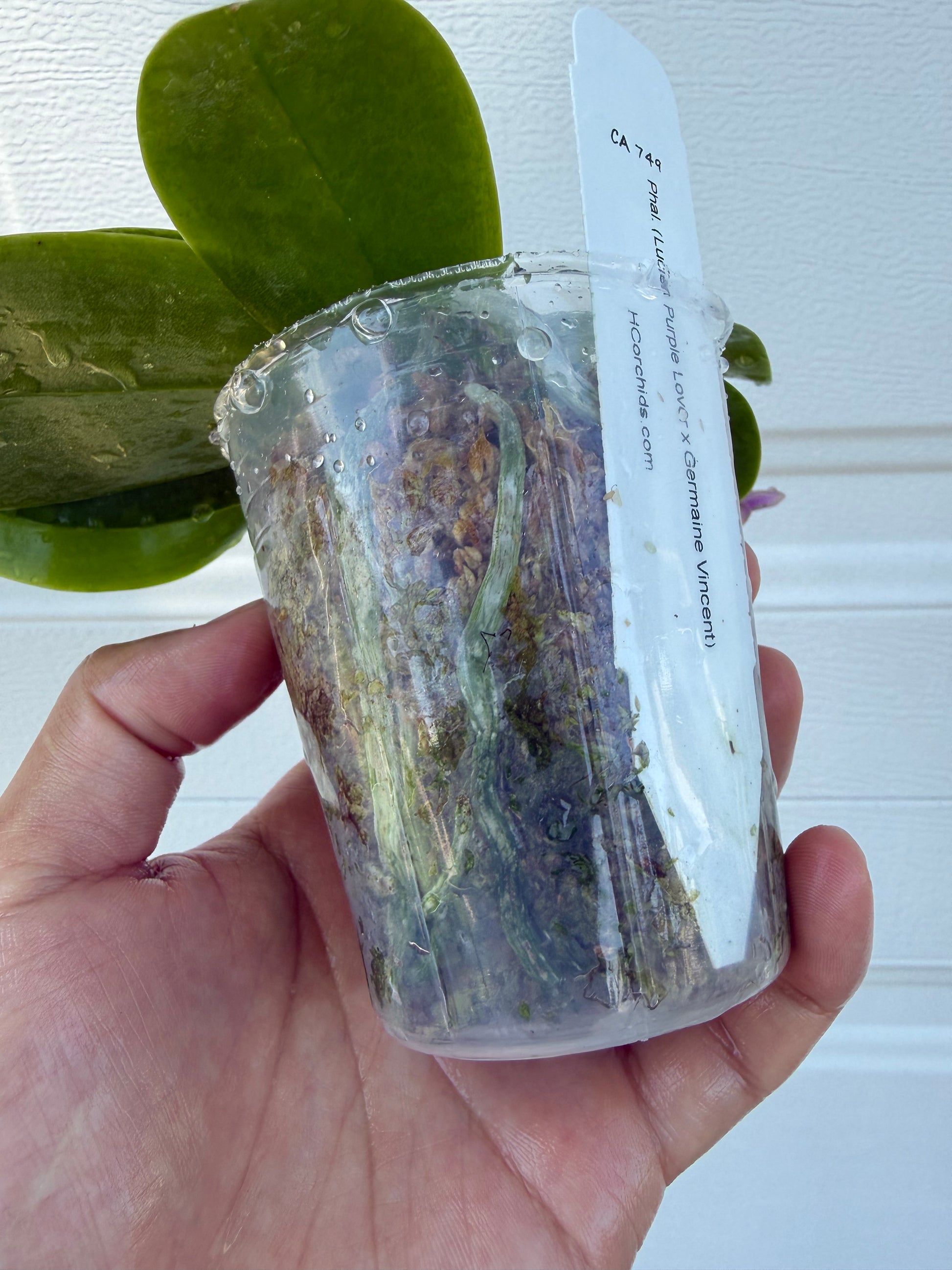 HCorchids