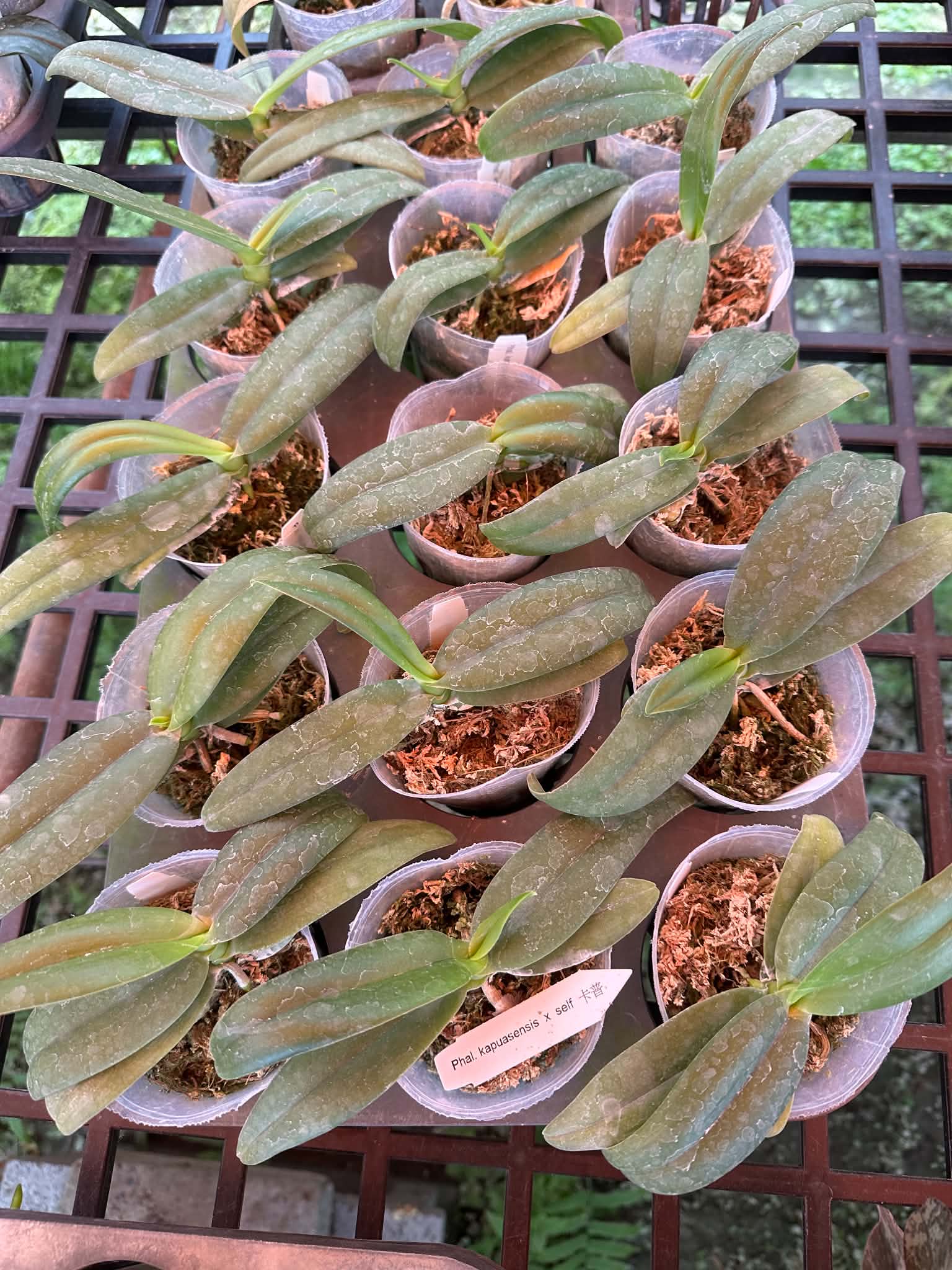 HCorchids