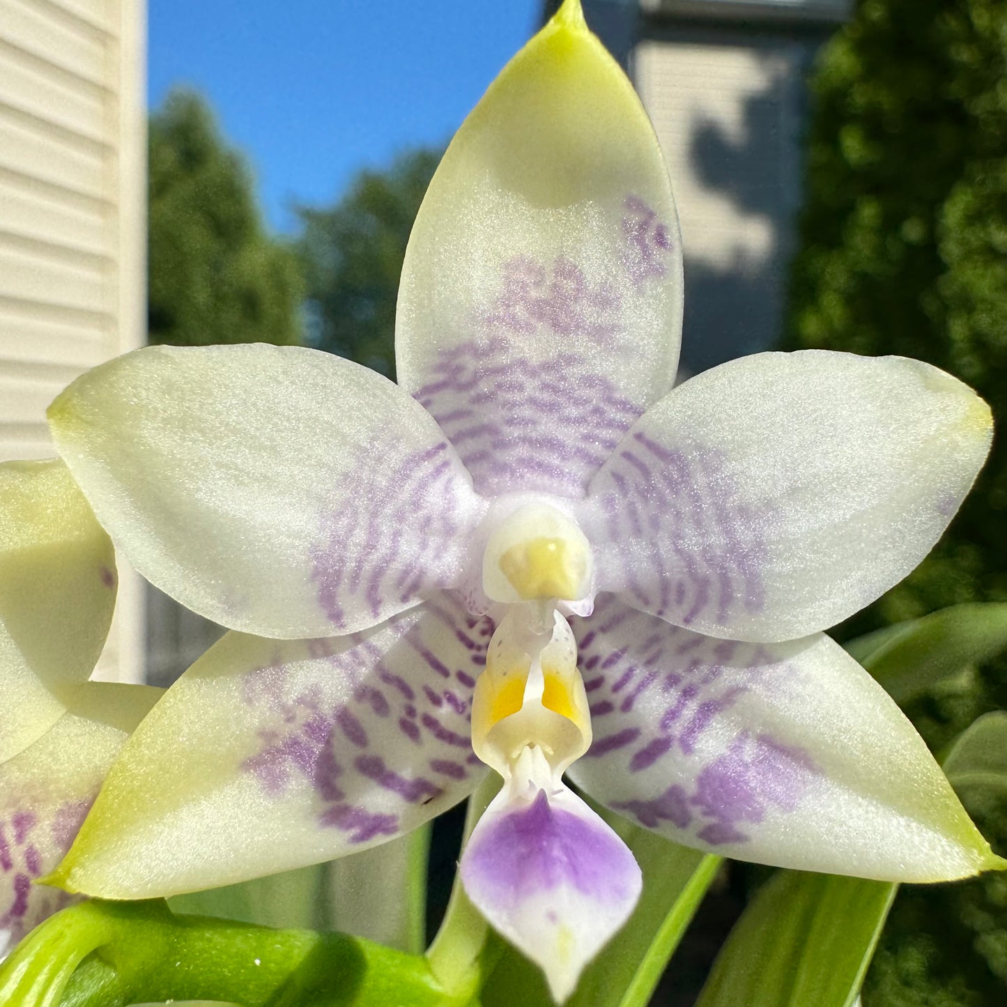 Phal. Mainshow Blue Wave x Phal. Mituo Purple Dragon