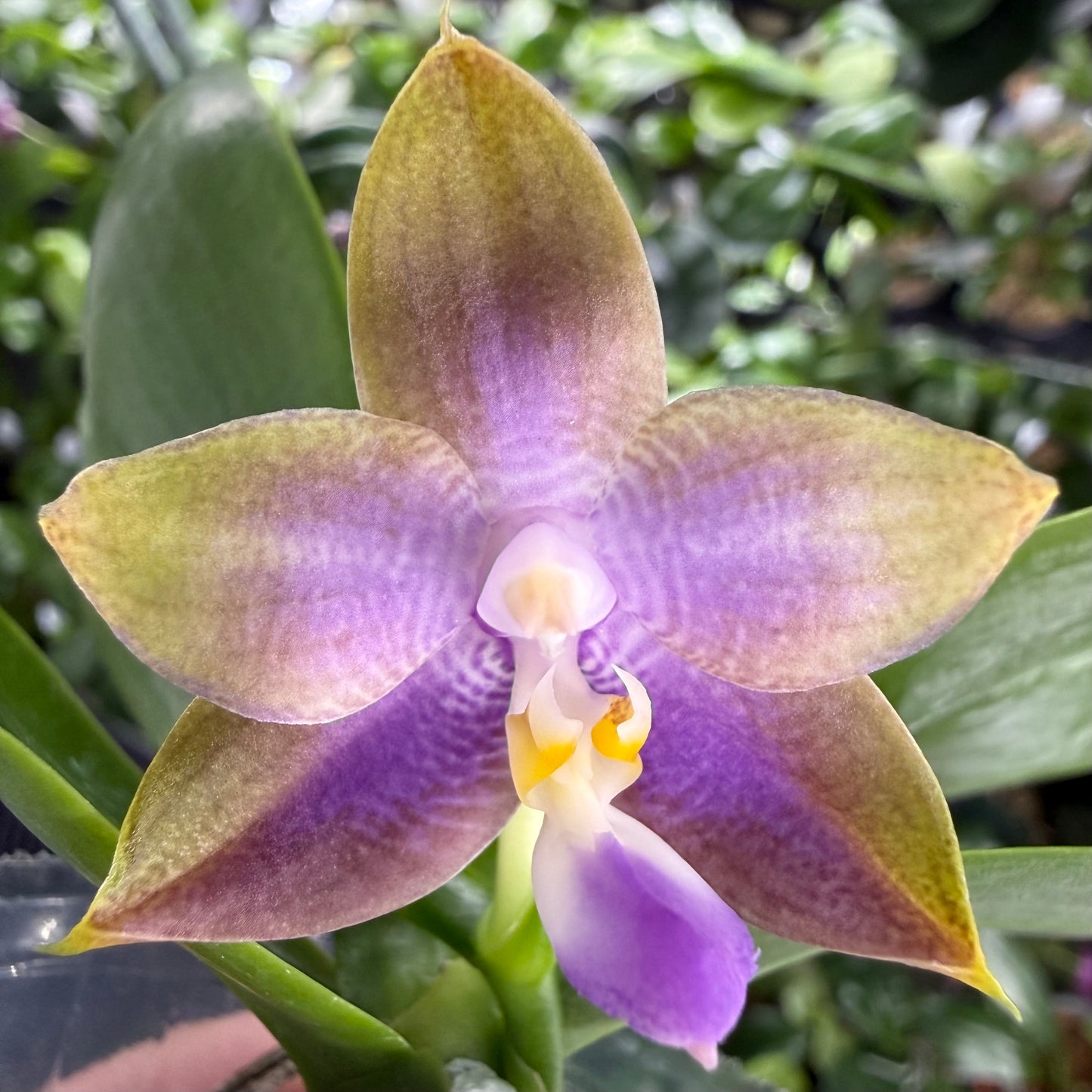 Phalaenopsis (Mituo Purple Dragon 'Phalanx' x Mituo Blue Bear)