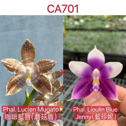 CA701 - Phal. Lucien Mugato x Phal. Lioulin Blue Jenny