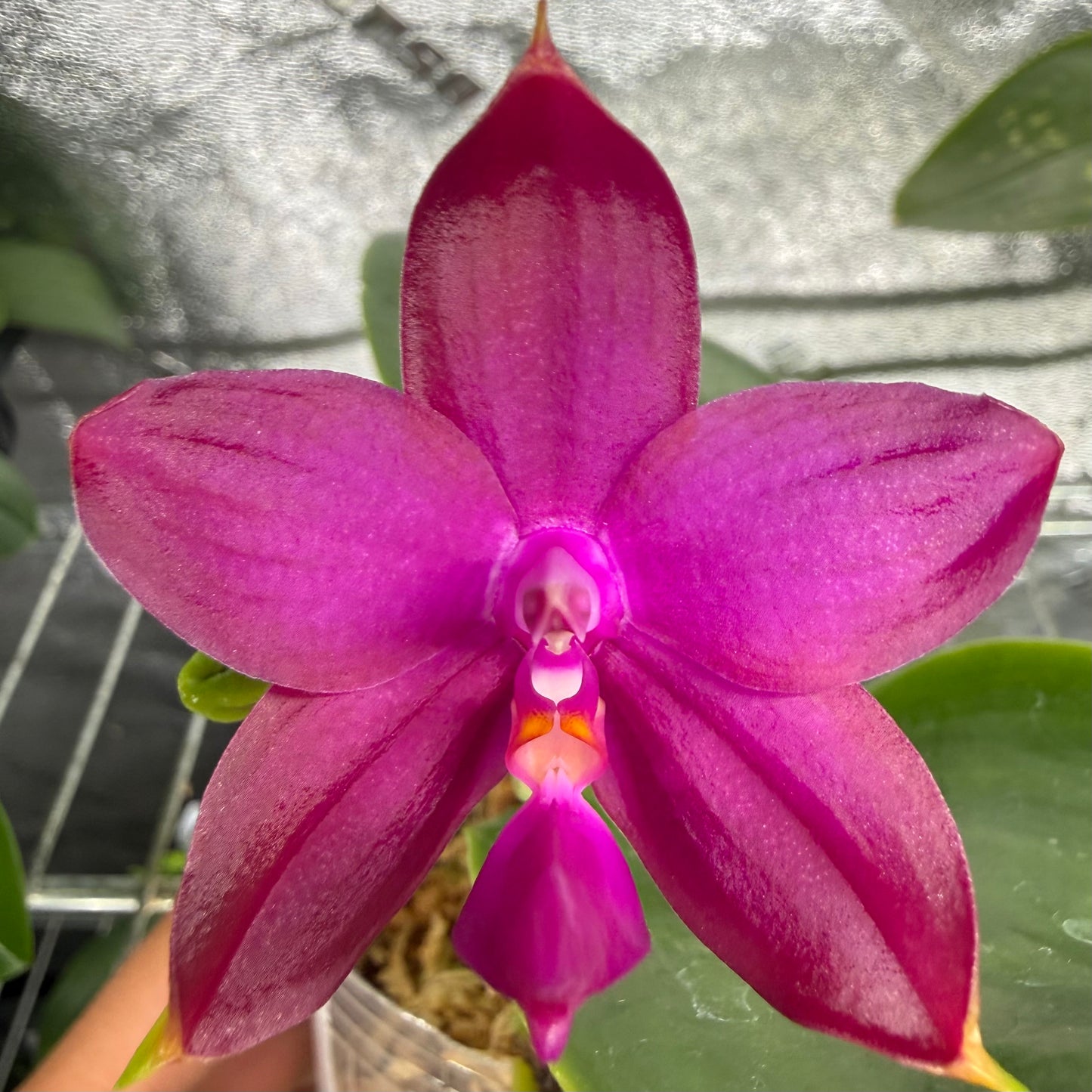 Phalaenopsis (Yaphon Blue Bird x Mituo Reflex Dragon)