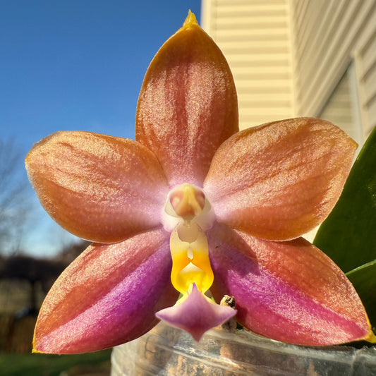 Phal. Mituo Blue Sphinx