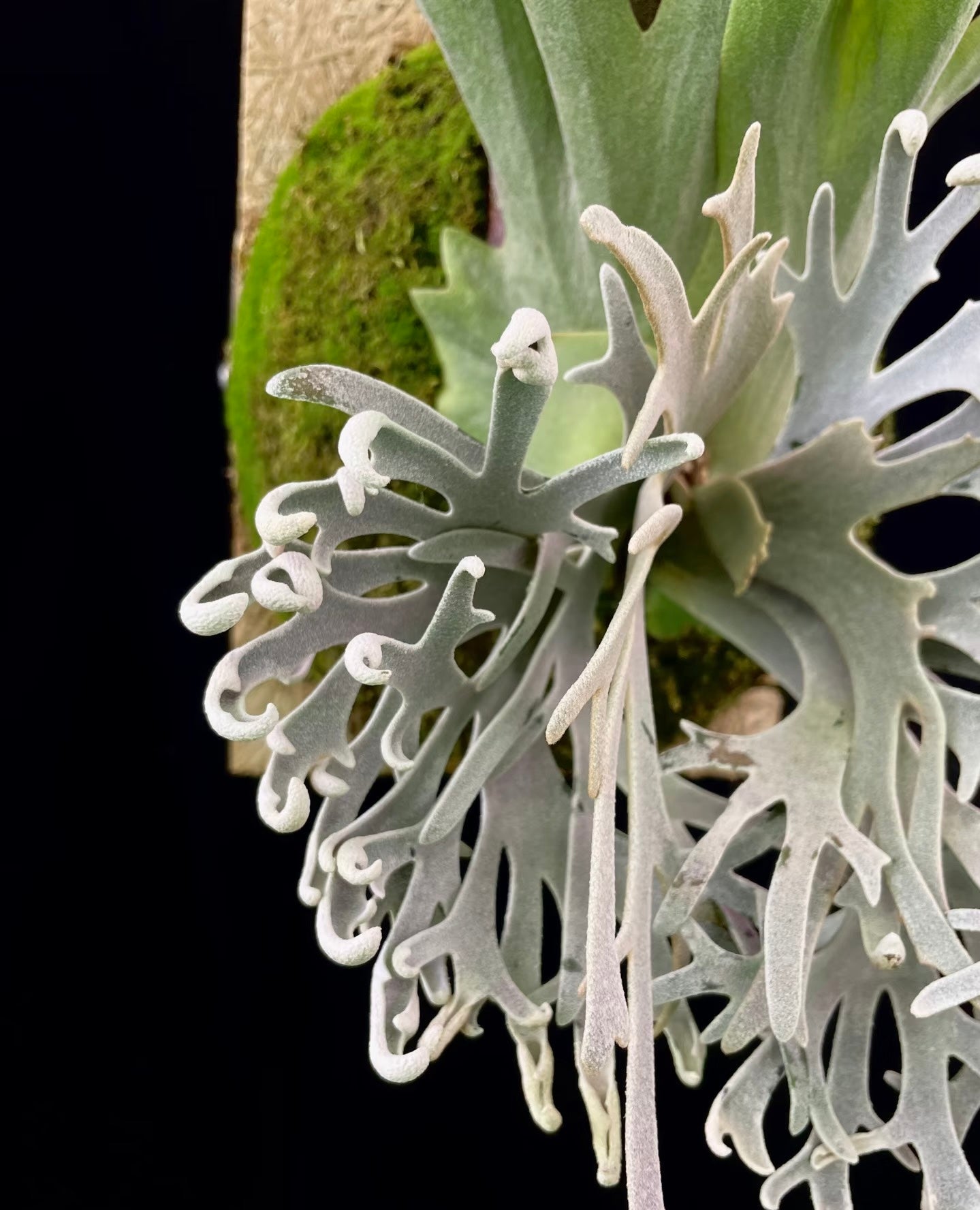 Close-up of Platycerium Willinckii Pikachu pup’s silver lacy fronds. Unique foliage makes it a standout in plant and flower bulb collections.