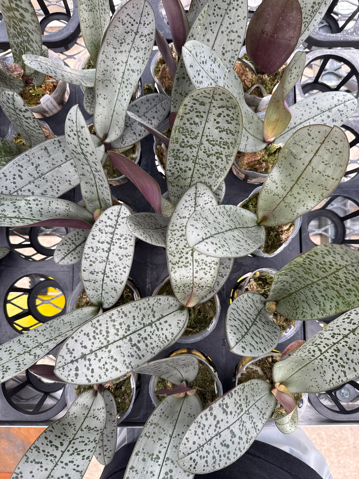 Phalaenopsis schilleriana (Super Polar Bear E x F7)