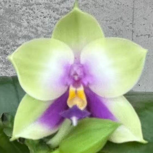 Phal. bellina v.coerulea select#18