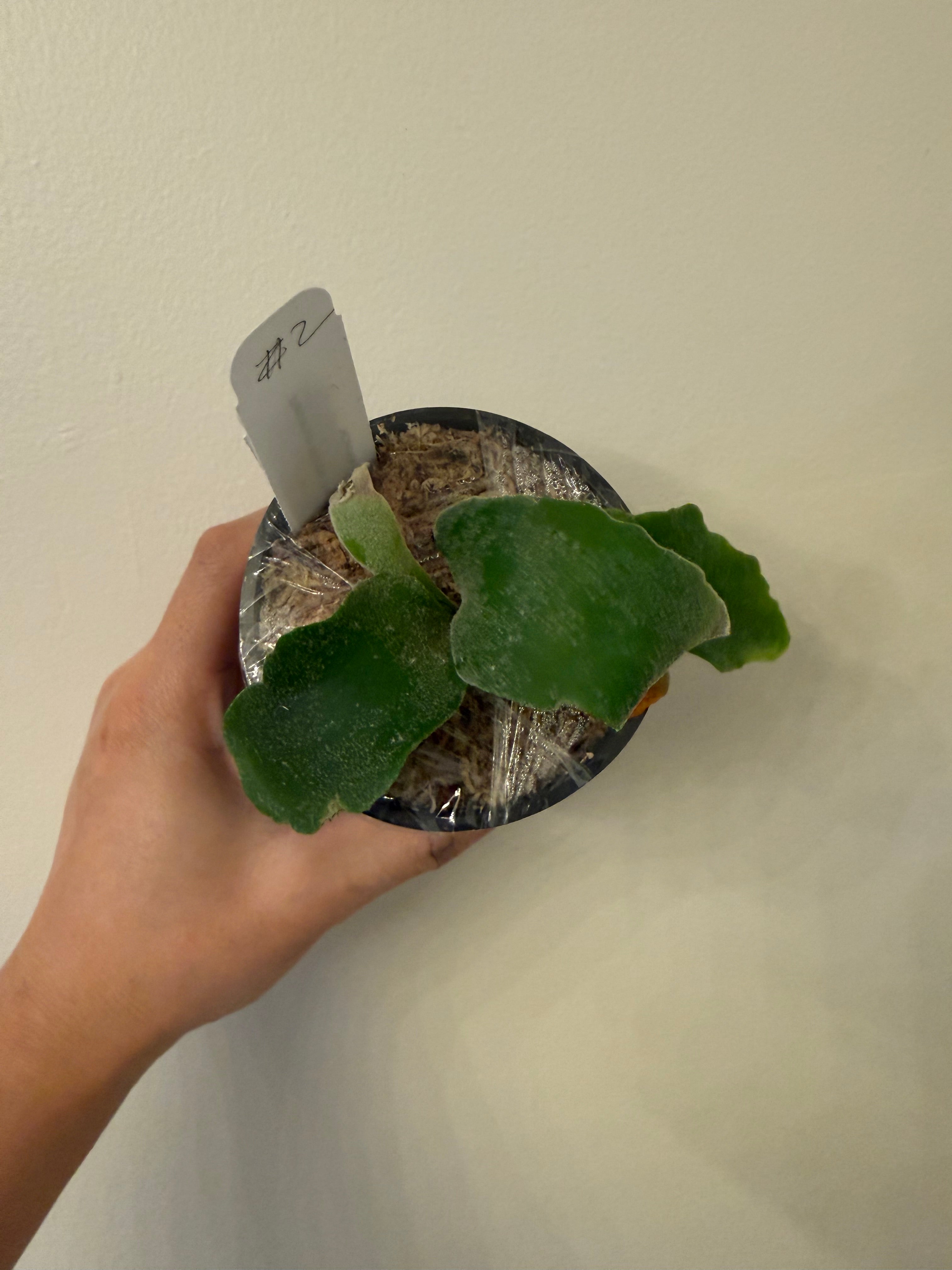 Platycerium Willinckii spore - Platycerium Willinckii spore
