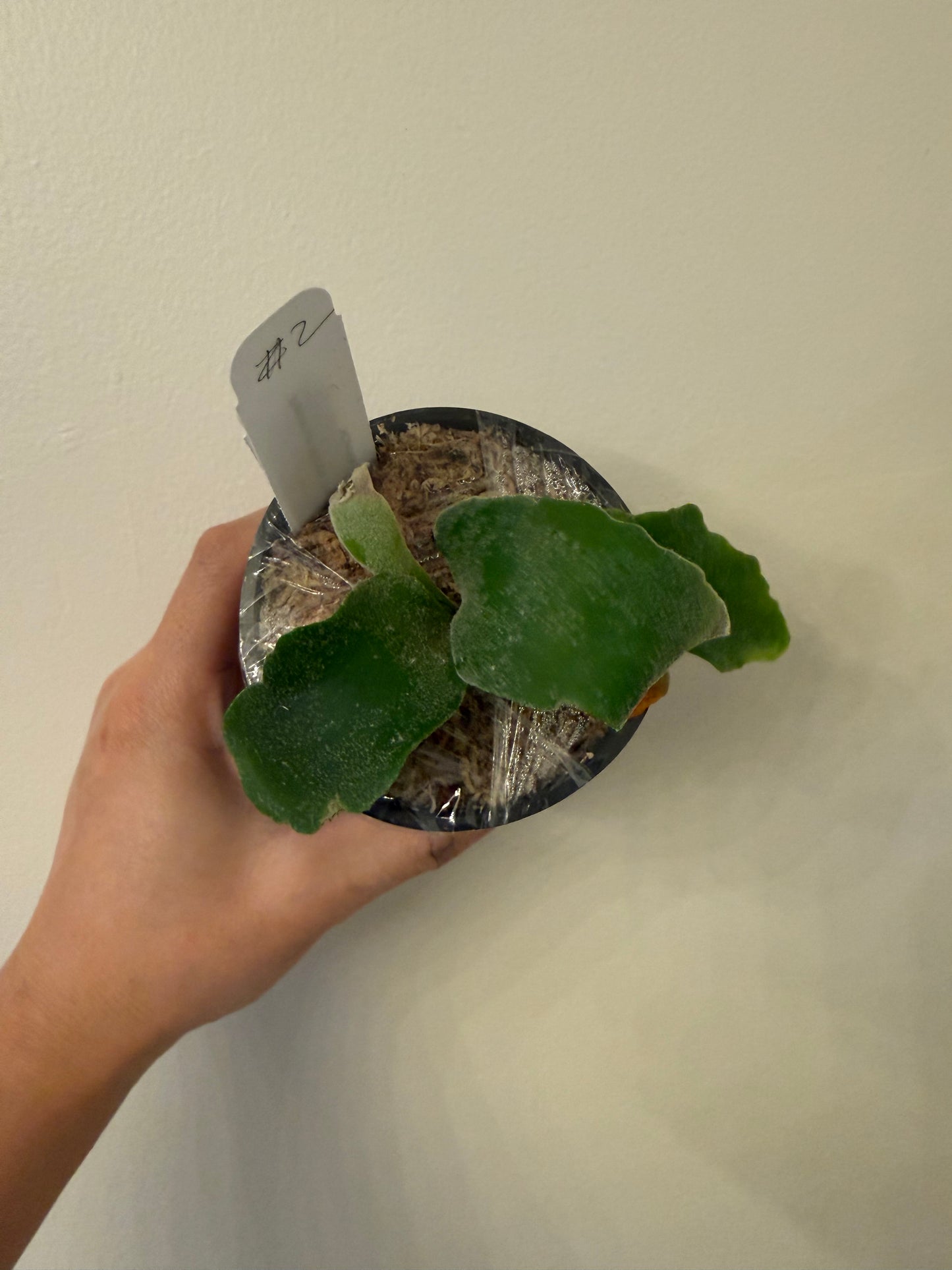 Platycerium Willinckii spore