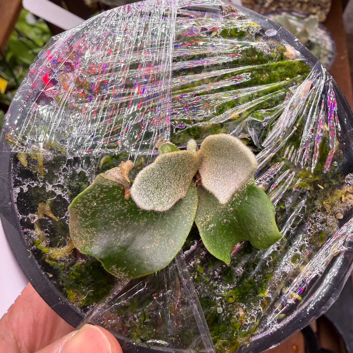 Young Platycerium Willinckii Mew Spore ‘Dwarf Select’ with fuzzy fronds in a mossy pot, perfect for home garden enthusiasts seeking rare spores.