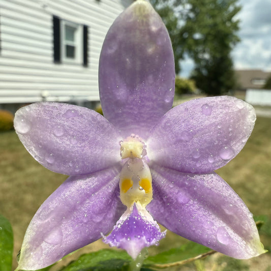 QA119-Phal. Mainshow Blue Elf x Phal. Mainshow Sapphire