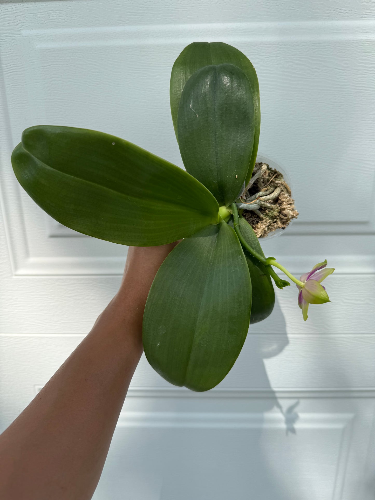 Phalaenopsis Mituo Blue Sphinx