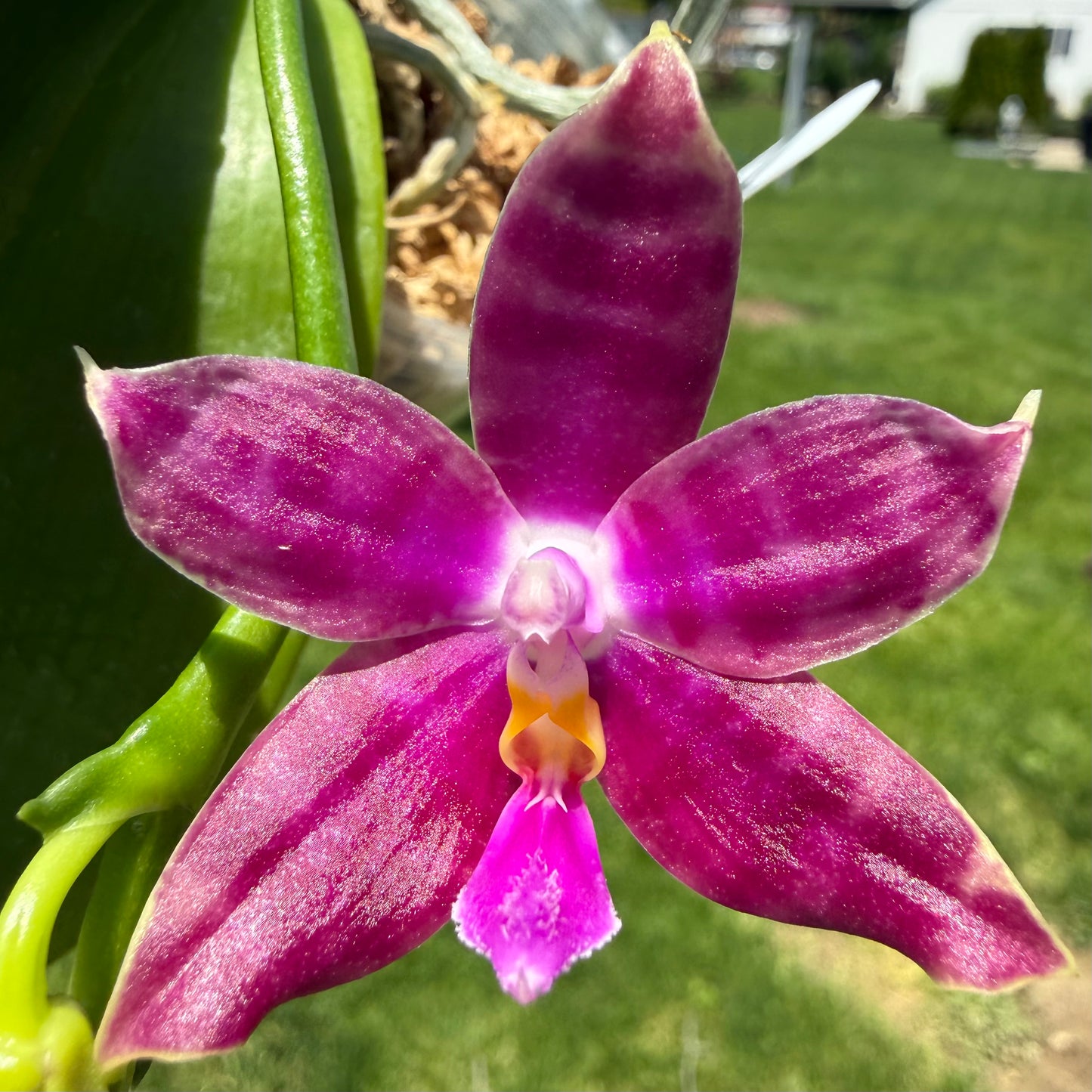 Phalaenopsis (LL Blue Magpie x Lioulin Blue Parrot)