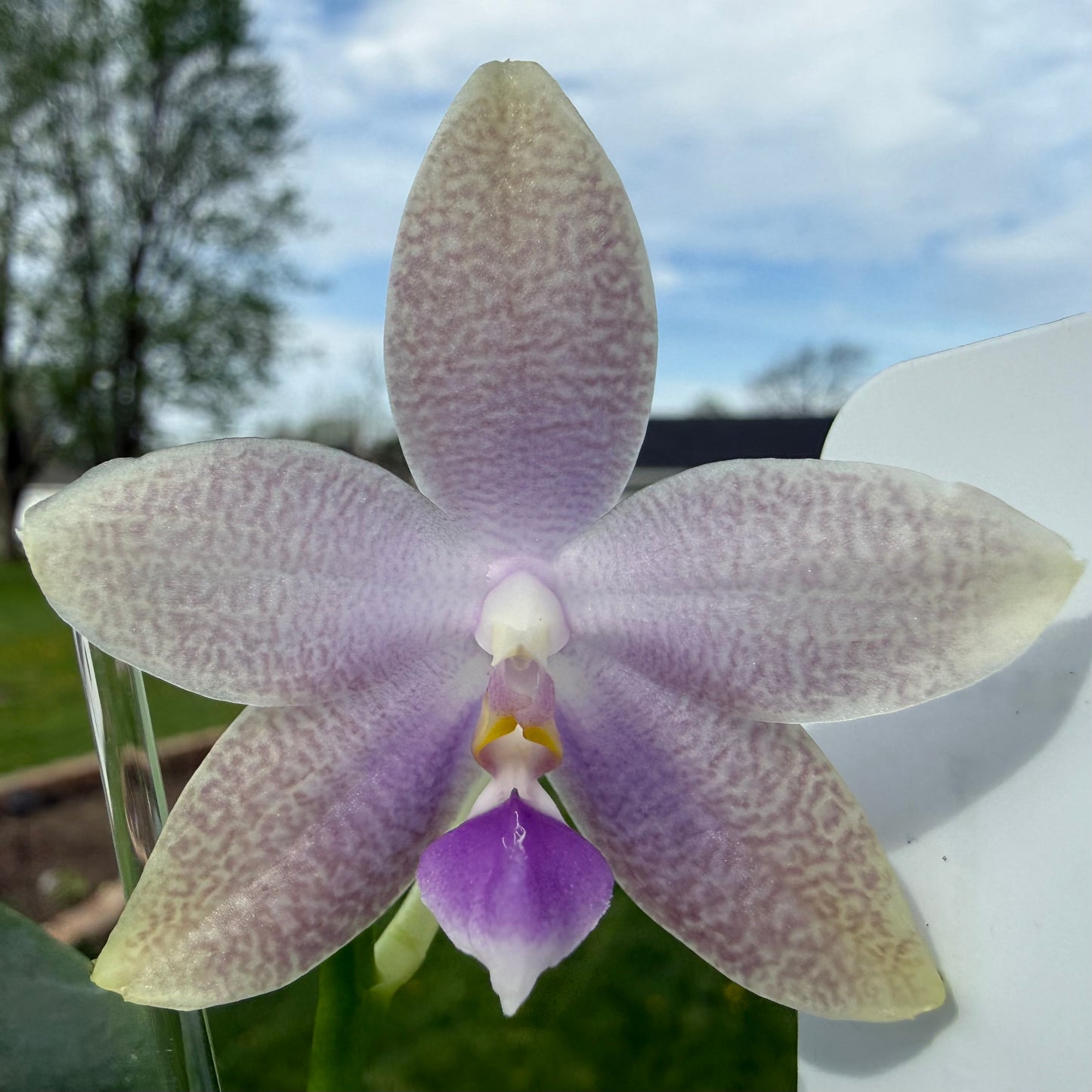 Purple orchid flower with blurred background