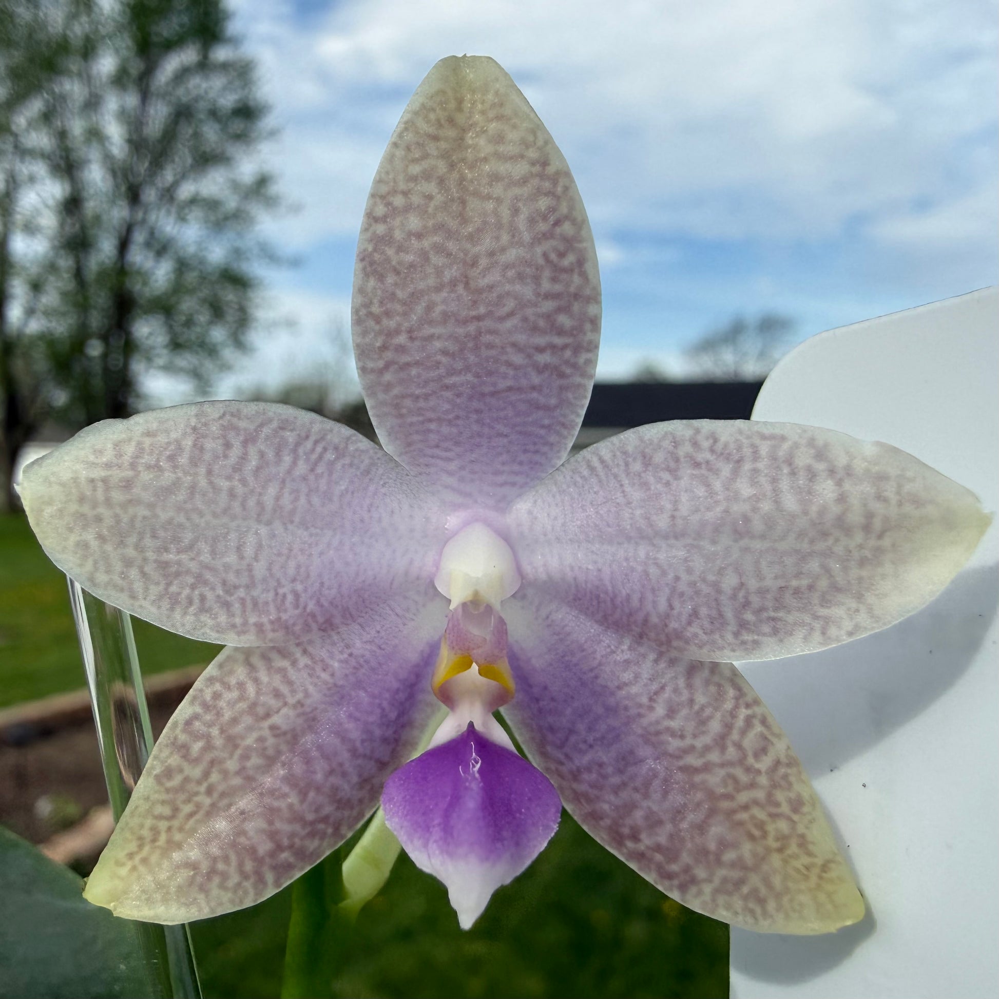 Purple orchid flower with blurred background
