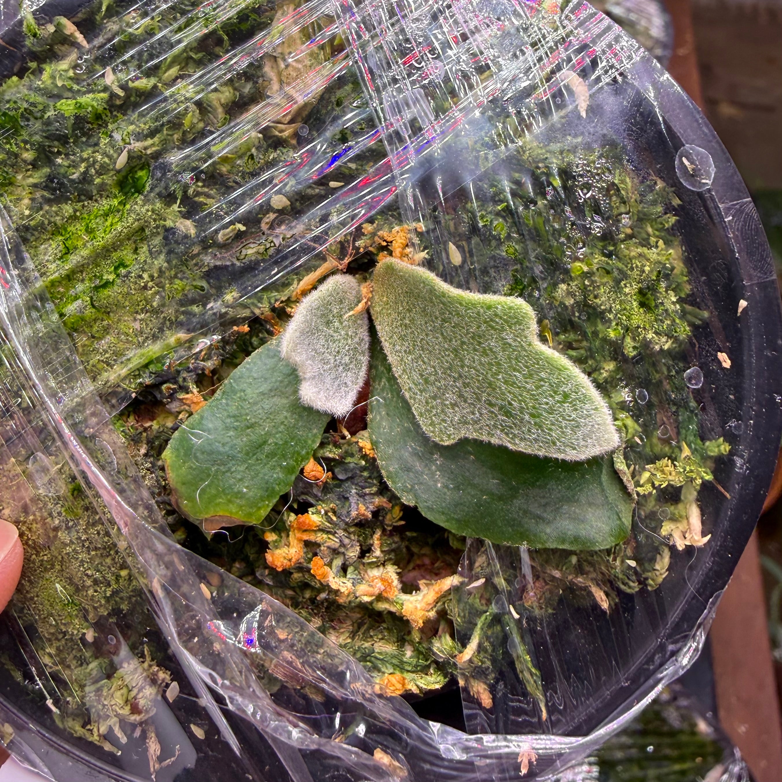 Platycerium Willinckii Mew Spore 'Dwarf Select' - Platycerium