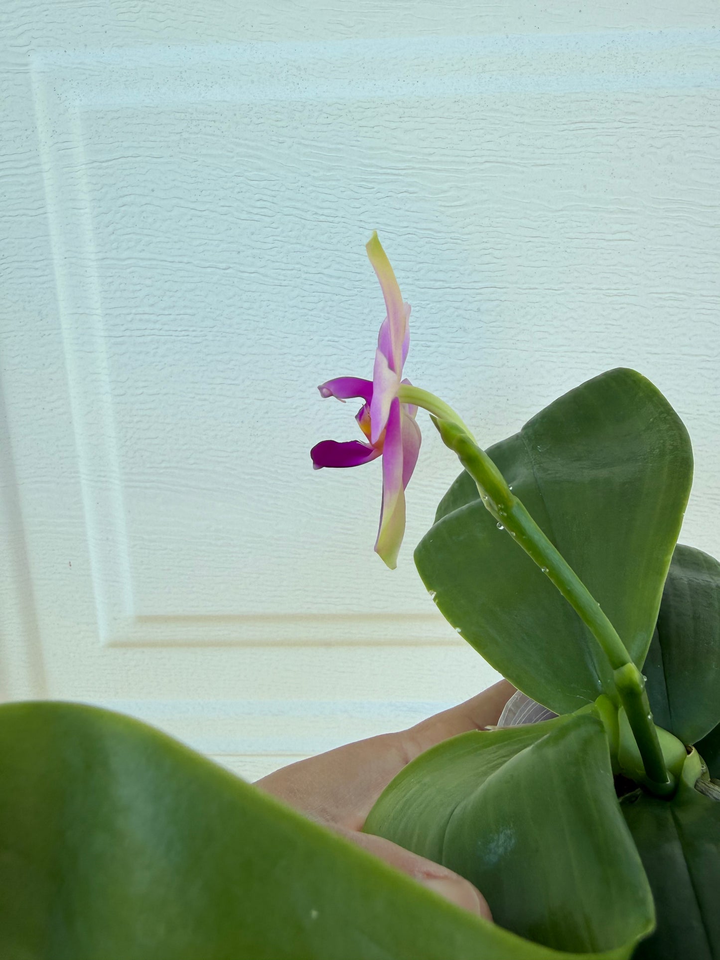 Phalaenopsis (violacea indigo ‘alba’ x bellina ‘pink’)