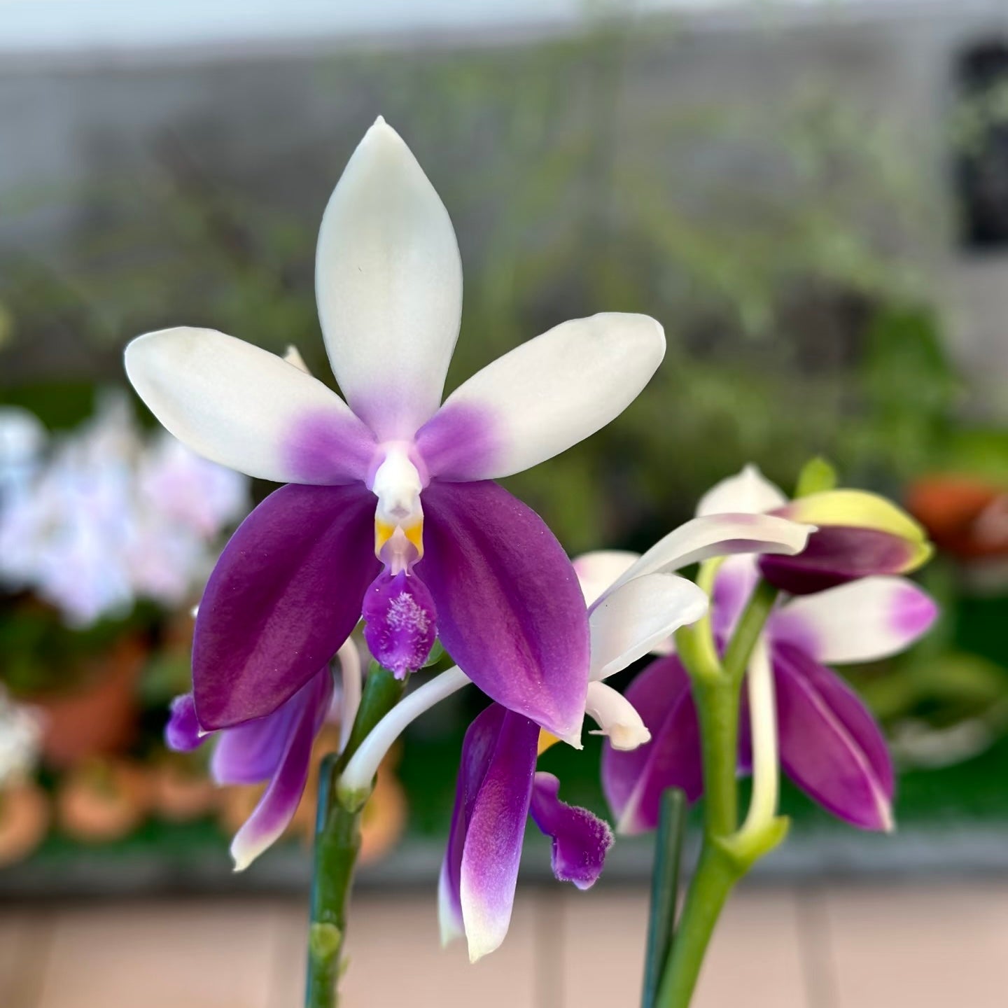 Phalaenopsis Lioulin Blue Jenny ‘Blue Dolphin’ orchid with multiple flower spikes, great for home and garden plant enthusiasts.