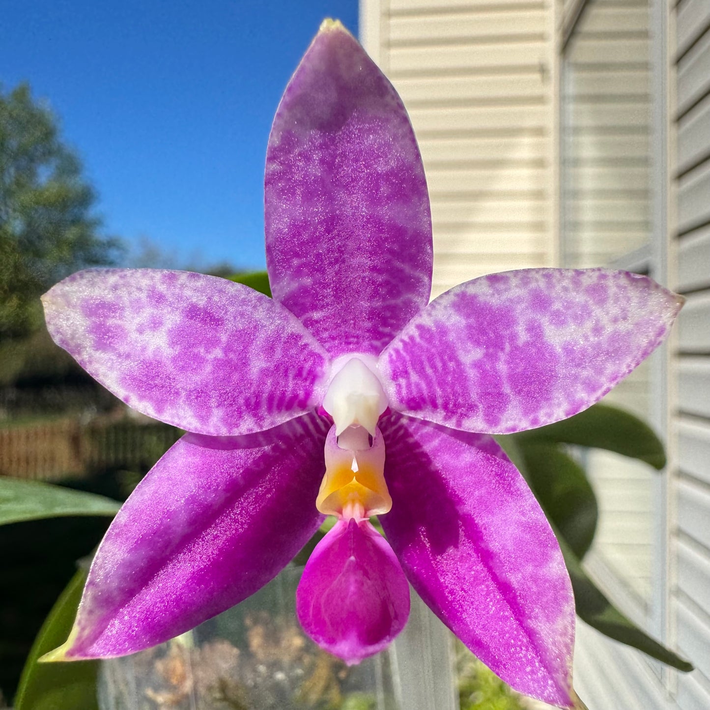 Phal. Mainshow Blue Tint x Phal. Mainshow Blue Wave