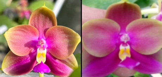 BKH2238 - Phal. (YangYang Pink Mary X Yaphon Batman) ‘BK#6’ x Phal. Yaphon Batman ‘BK's Best’