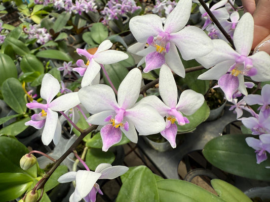 Phal. intermedia x Phal. equestris