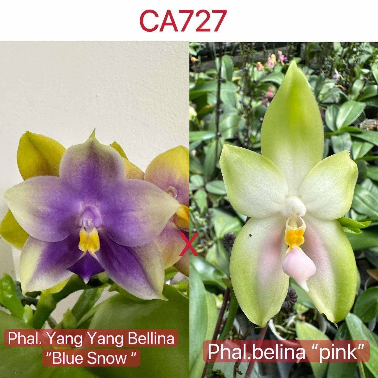 CA727 - Phal. Yang Yang Bellina X Phal. bellina "pink"