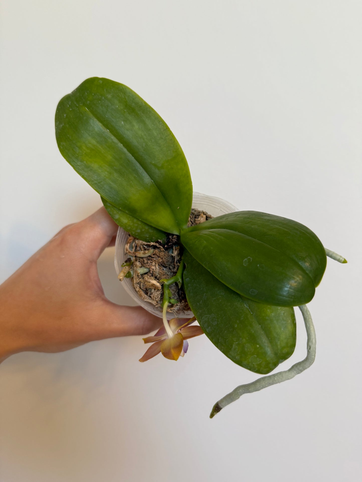 Phal. Mituo Blue Sphinx