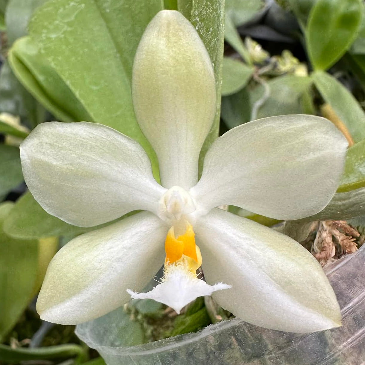 Close-up of Phalaenopsis micholitzii x sib bloom showing symmetrical white petals and vibrant yellow center, ideal for orchid enthusiasts.