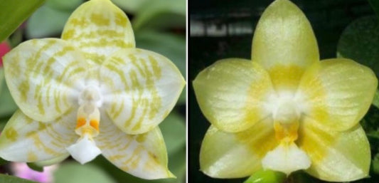 A side-by-side comparison of two yellow and white striped orchid flowers, showing both the front and back views of the bloom.