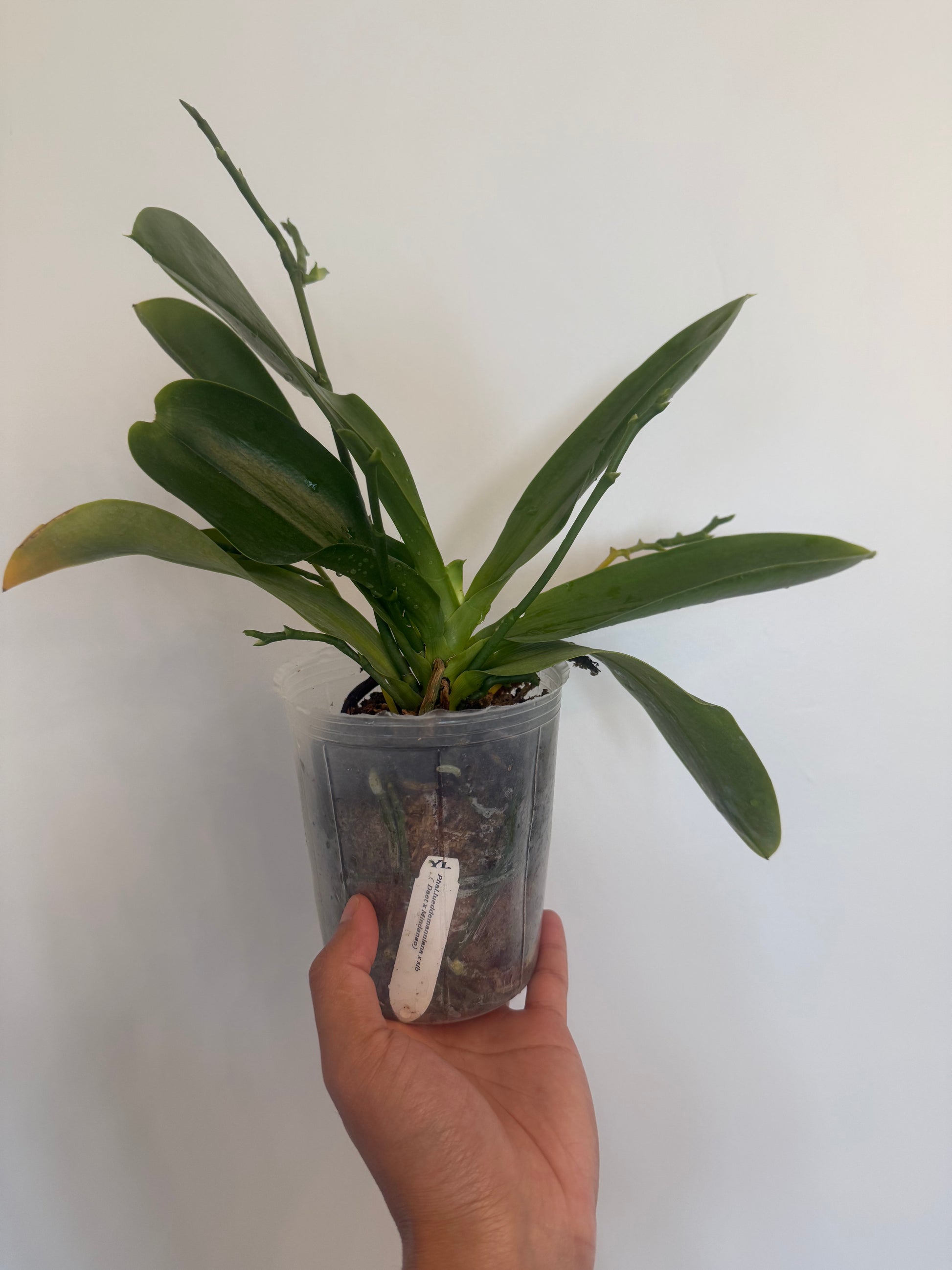 HCorchids
