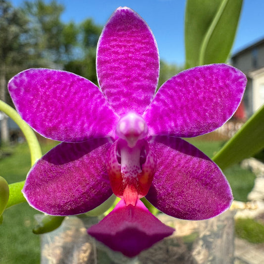 Phal. Mituo Equalacea