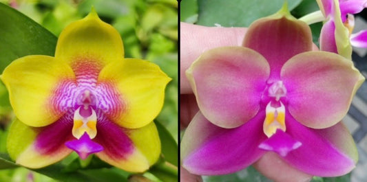 Yellow and pink hybrid Phalaenopsis orchid bloom