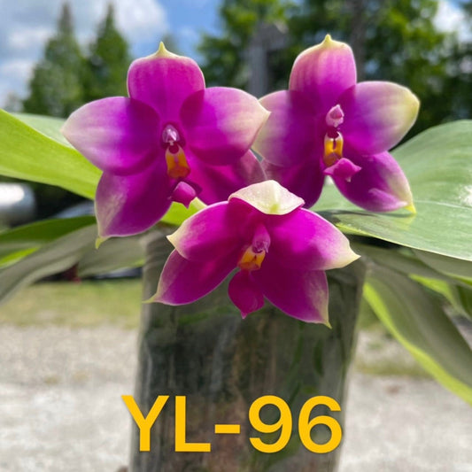 YL96 - Phal. Jiaho Coral Bellina