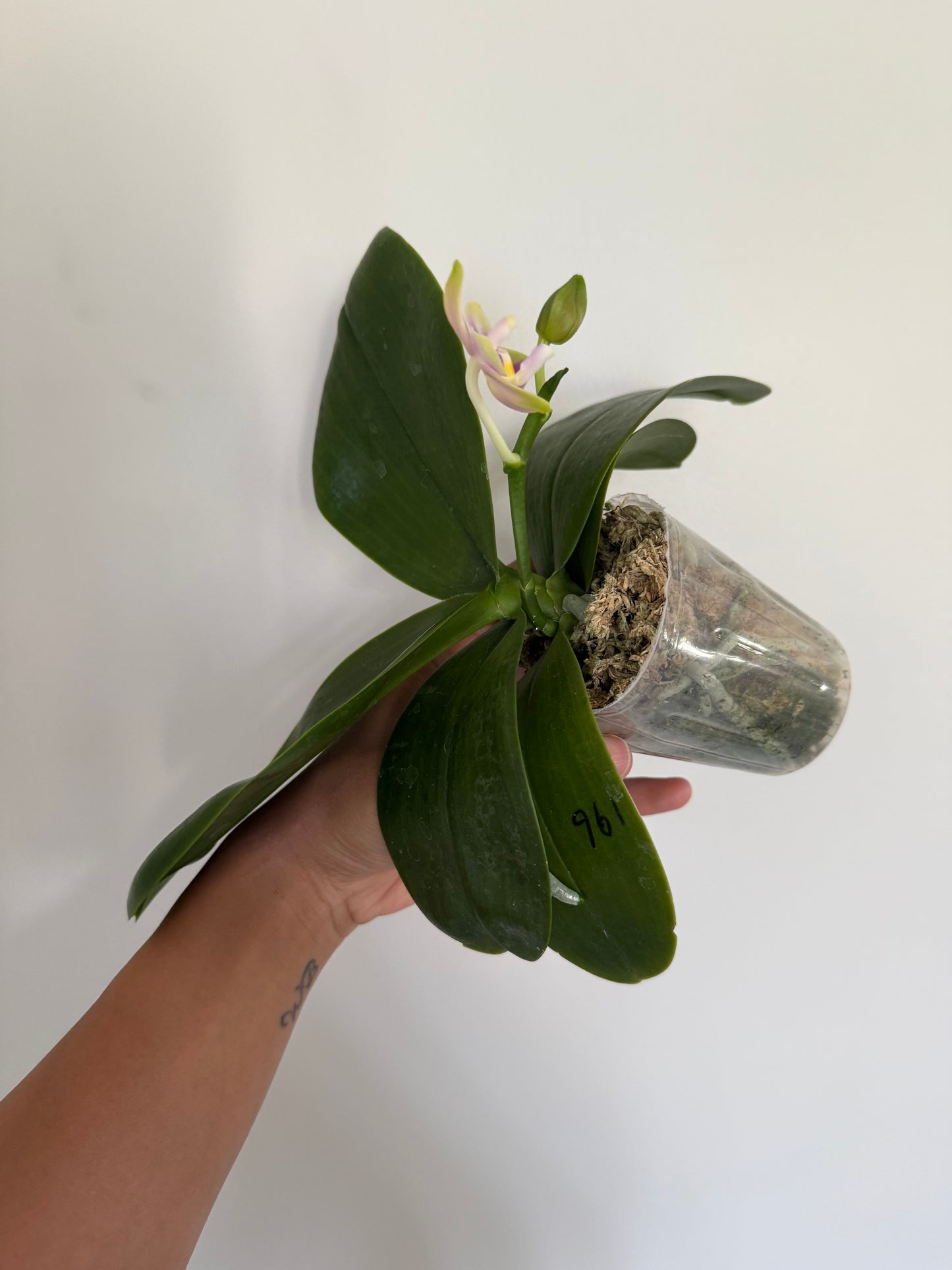 Phalaenopsis Mituo Blue Sphinx