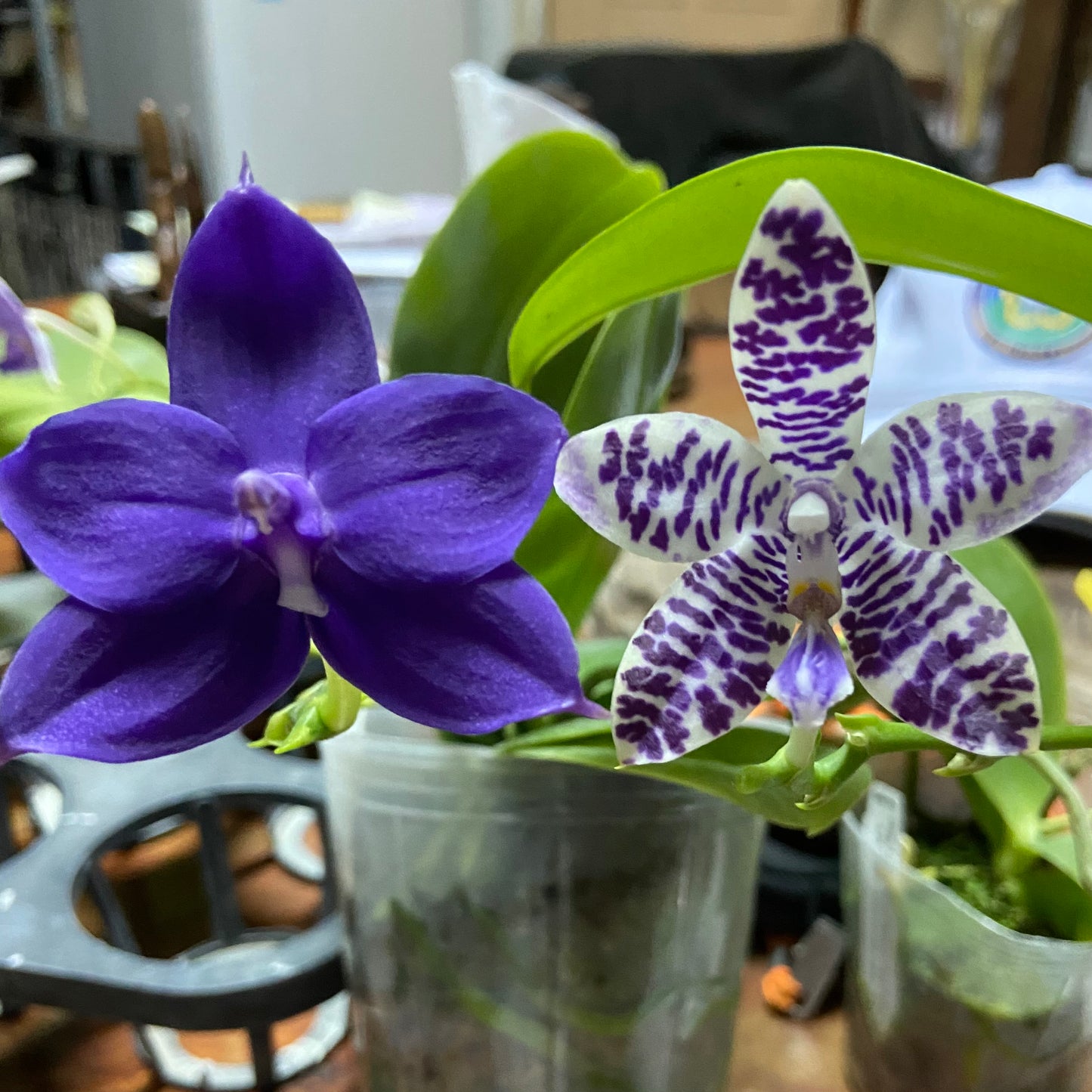 QA137 Phal. KS Blue Ludde 319 x Phal. Mainshow Sapphire