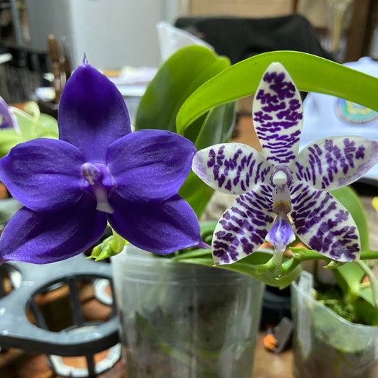 QA137 Phal. KS Blue Ludde 319 x Phal. Mainshow Sapphire