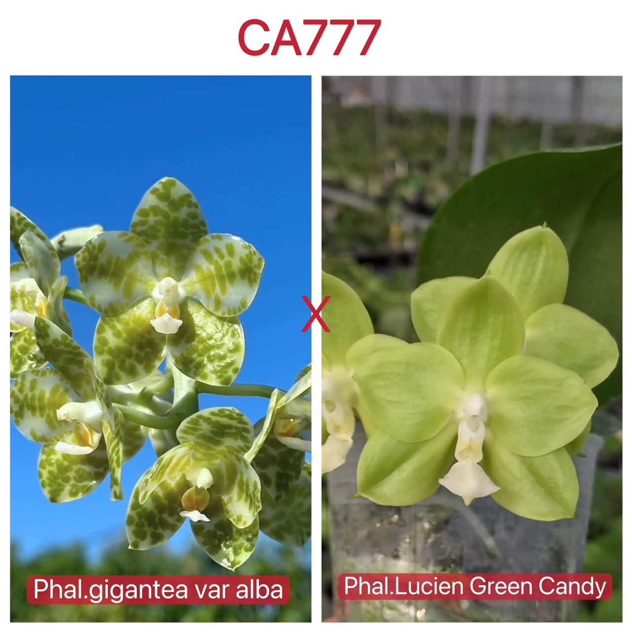 Phalaenopsis (gigantea alba x Lucien Green Candy)