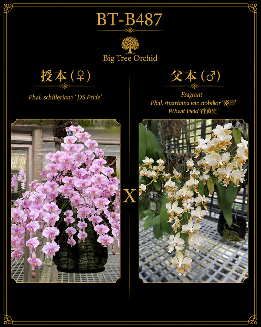 Phalaenopsis (schilleriana ‘DS’s Pride’ x stuartiana ‘麦田’)