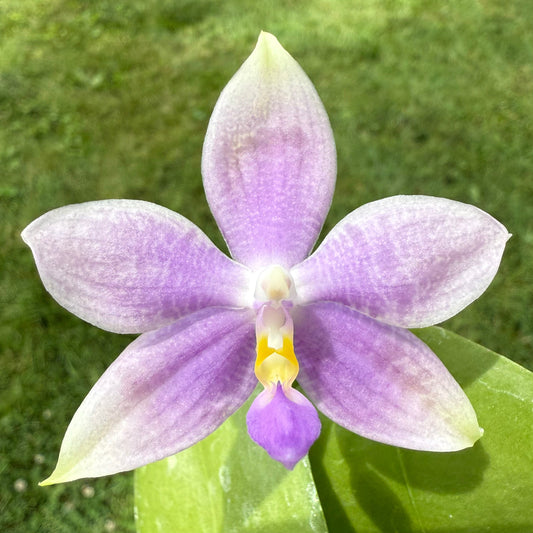 CA583 - Phal. Vinh Long Red Sun "Sapphire" x Phal. Yaphon Blue Jewel "Blue Jade"