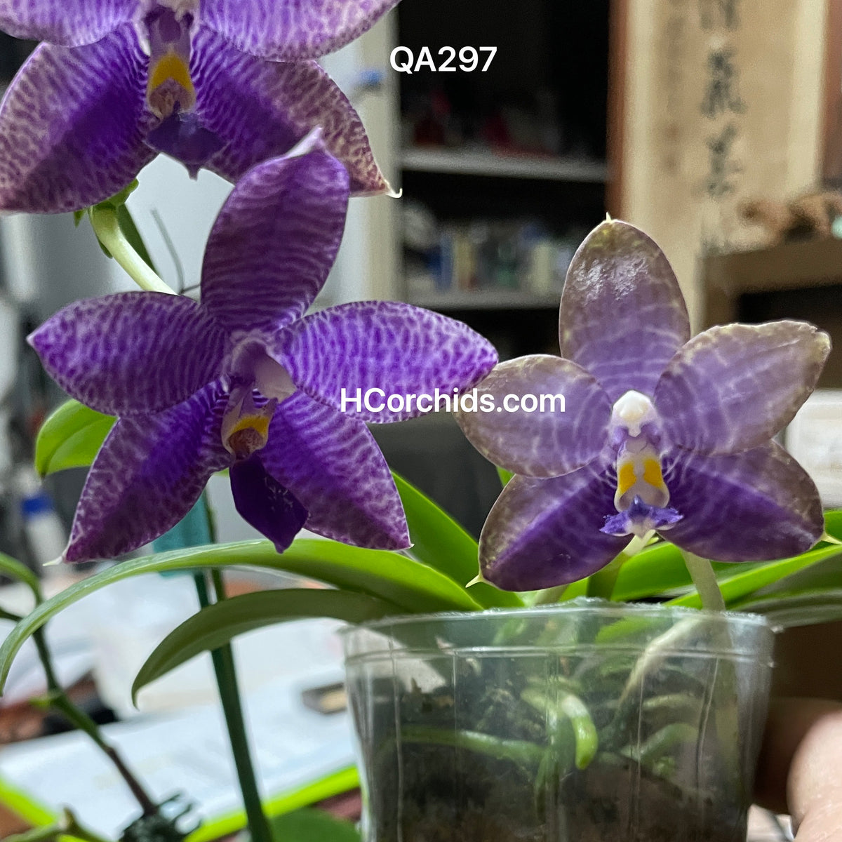 HCorchids