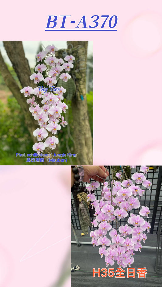 Pink Phalaenopsis orchid seedling in 2.5 inch pot, imported for home and garden